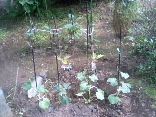 �����ǂ�Z�tcoldgin�̃z�[���y�[�W