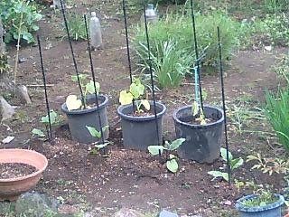 �����ǂ�Z�tcoldgin�̃z�[���y�[�W