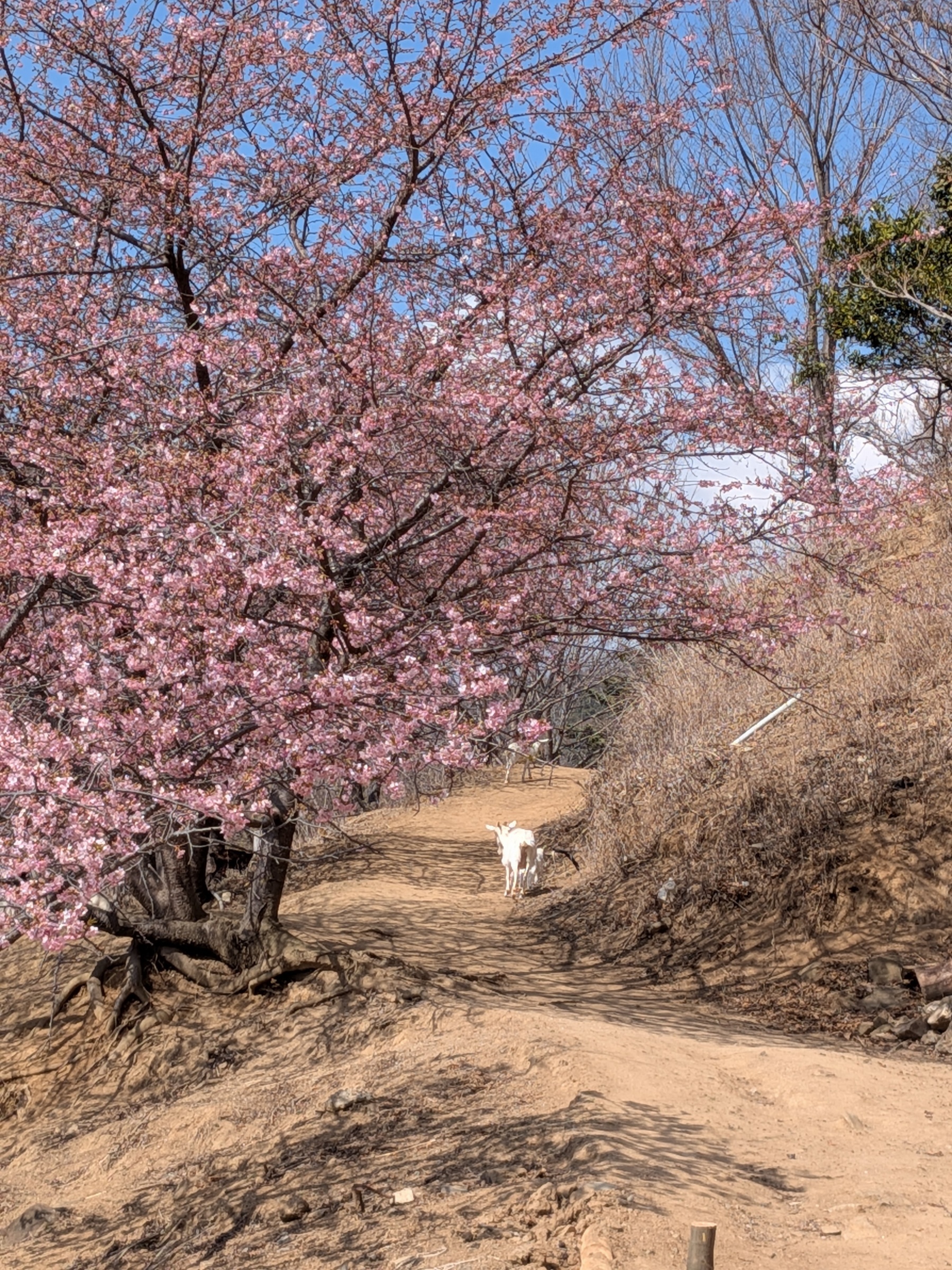 �c�O�Ȗ��X�`�i�ǂĂӂ�΂�j