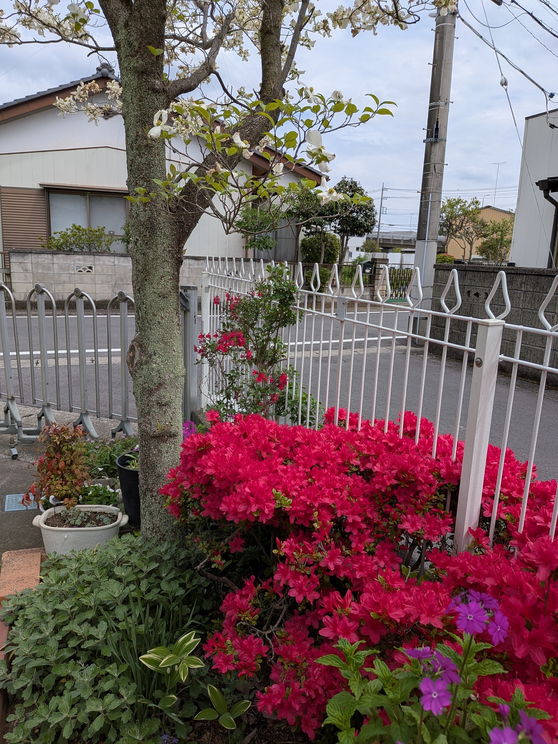 ���������Ł[���i�ǂĂӂ�΂�j