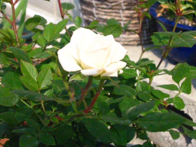 ���Ȃ��́u���䂢���v�Ɏ肪�͂����c�d�݂̂g�o�ւ悤�����I