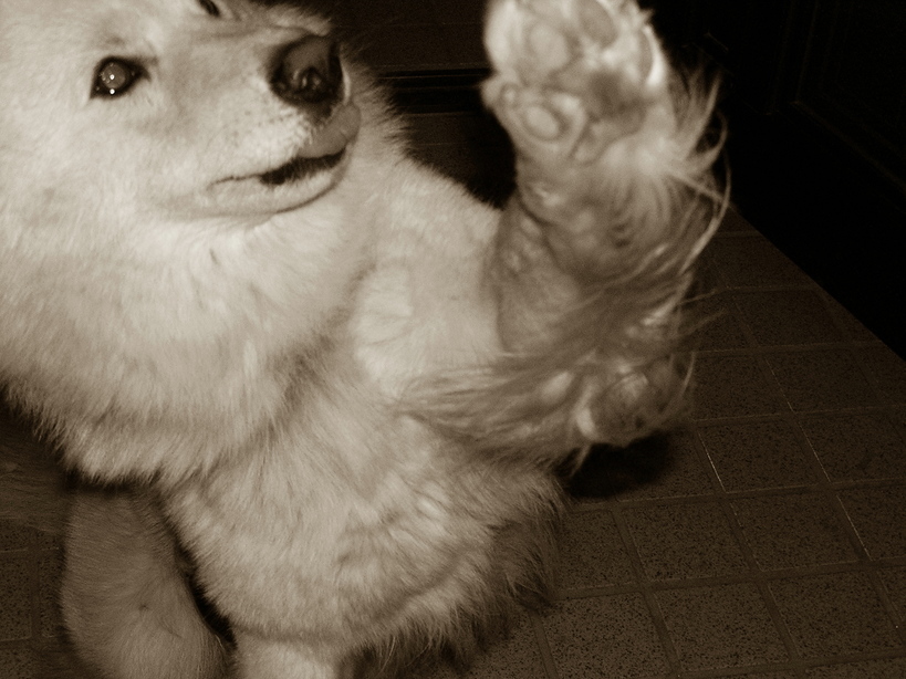 �G�R���W�|�Ƃ��悤iroiro �Ԃ�`�Ԃ�