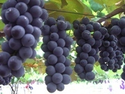 ����ӂ˃t���[�c�p�[�N ����΂�r����ff