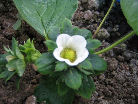 ����ӂ˃t���[�c�p�[�N ����΂�r����ff