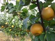 ����ӂ˃t���[�c�p�[�N ����΂�r����ff