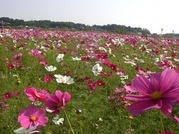 ����ӂ˃t���[�c�p�[�N ����΂�r����ff