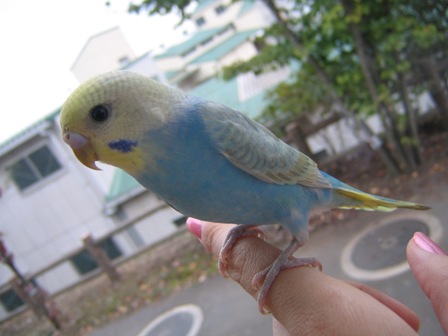 ����ӂ˃t���[�c�p�[�N ����΂�r����ff