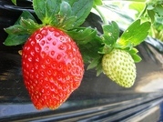 ����ӂ˃t���[�c�p�[�N ����΂�r����ff