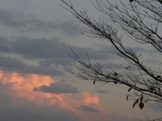 ����ӂ˃t���[�c�p�[�N ����΂�r����ff