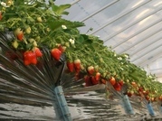 ����ӂ˃t���[�c�p�[�N ����΂�r����ff