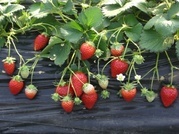 ����ӂ˃t���[�c�p�[�N ����΂�r����ff