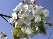 ����ӂ˃t���[�c�p�[�N ����΂�r����ff