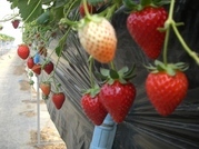 ����ӂ˃t���[�c�p�[�N ����΂�r����ff