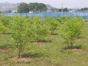 ����ӂ˃t���[�c�p�[�N ����΂�r����ff