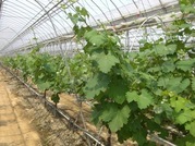 ����ӂ˃t���[�c�p�[�N ����΂�r����ff