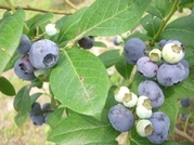 ����ӂ˃t���[�c�p�[�N ����΂�r����ff