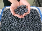 ����ӂ˃t���[�c�p�[�N ����΂�r����ff