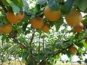 ����ӂ˃t���[�c�p�[�N ����΂�r����ff