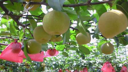 ����ӂ˃t���[�c�p�[�N ����΂�r����ff