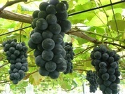 ����ӂ˃t���[�c�p�[�N ����΂�r����ff