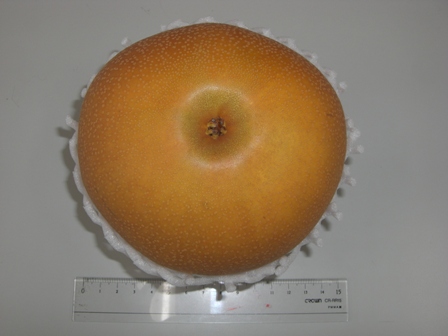 ����ӂ˃t���[�c�p�[�N ����΂�r����ff