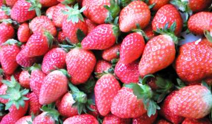 ����ӂ˃t���[�c�p�[�N ����΂�r����ff