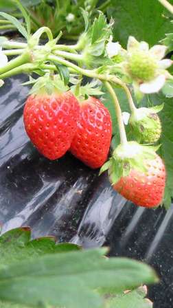 ����ӂ˃t���[�c�p�[�N ����΂�r����ff