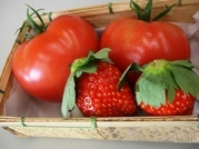 ����ӂ˃t���[�c�p�[�N ����΂�r����ff