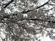 ����ӂ˃t���[�c�p�[�N ����΂�r����ff