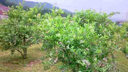 ����ӂ˃t���[�c�p�[�N ����΂�r����ff