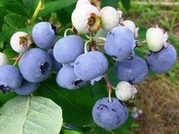 ����ӂ˃t���[�c�p�[�N ����΂�r����ff