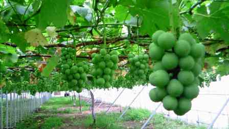 ����ӂ˃t���[�c�p�[�N ����΂�r����ff