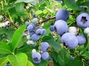 ����ӂ˃t���[�c�p�[�N ����΂�r����ff