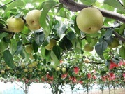 ����ӂ˃t���[�c�p�[�N ����΂�r����ff