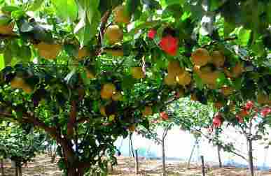 ����ӂ˃t���[�c�p�[�N ����΂�r����ff