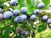 ����ӂ˃t���[�c�p�[�N ����΂�r����ff