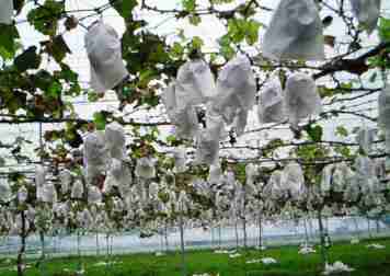 ����ӂ˃t���[�c�p�[�N ����΂�r����ff