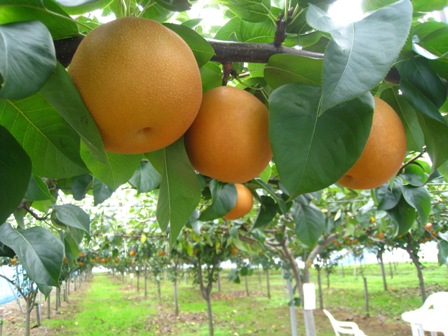 ����ӂ˃t���[�c�p�[�N ����΂�r����ff