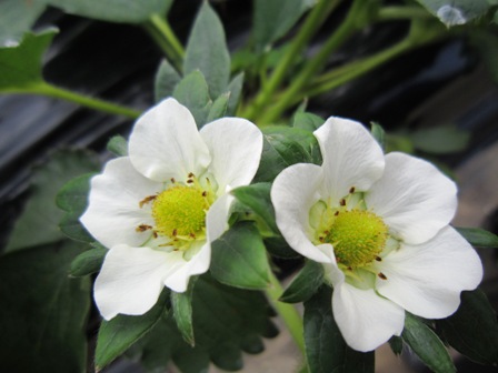 ����ӂ˃t���[�c�p�[�N ����΂�r����ff