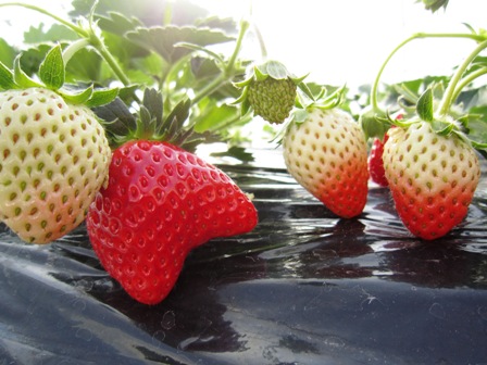 ����ӂ˃t���[�c�p�[�N ����΂�r����ff