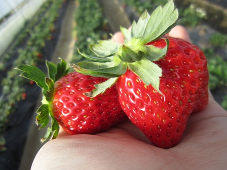 ����ӂ˃t���[�c�p�[�N ����΂�r����ff