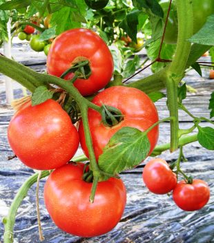 ����ӂ˃t���[�c�p�[�N ����΂�r����ff