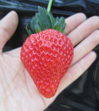 ����ӂ˃t���[�c�p�[�N ����΂�r����ff