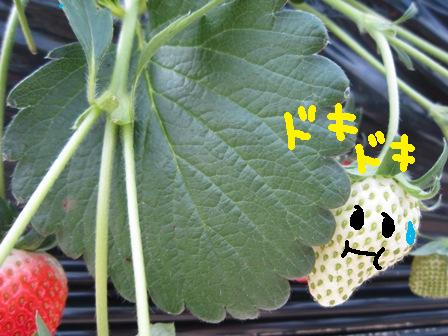 ����ӂ˃t���[�c�p�[�N ����΂�r����ff