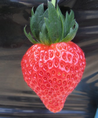 ����ӂ˃t���[�c�p�[�N ����΂�r����ff