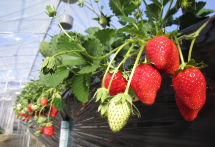 ����ӂ˃t���[�c�p�[�N ����΂�r����ff