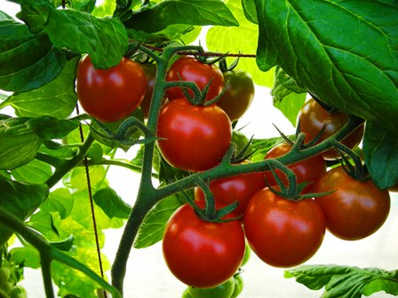 ����ӂ˃t���[�c�p�[�N ����΂�r����ff