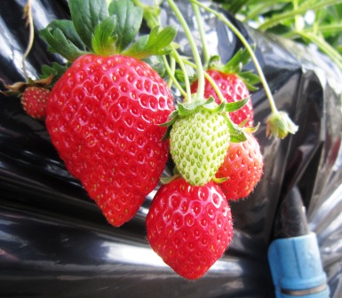 ����ӂ˃t���[�c�p�[�N ����΂�r����ff