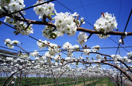 ����ӂ˃t���[�c�p�[�N ����΂�r����ff