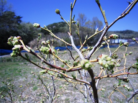 ����ӂ˃t���[�c�p�[�N ����΂�r����ff